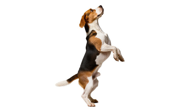 Tri-color Beagle dog standing on hind legs looking up, isolated on transparent background