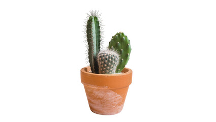 Three different cacti in a terracotta pot, isolated on transparent background © Giulia
