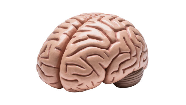 Realistic human brain model with detailed gyri and sulci, isolated on transparent background