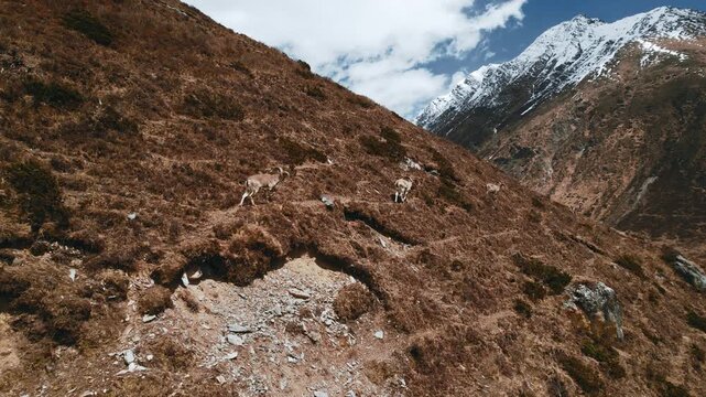 Drone footage of wild Himalayan blue sheep or mountain goats grazing on a steep grassy slope in Nepal, with snow-capped peaks and rugged mountain terrain stretching into the distance.