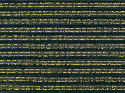 Aerial view of rows of trees in an orchard in Flevoland, Netherlands.