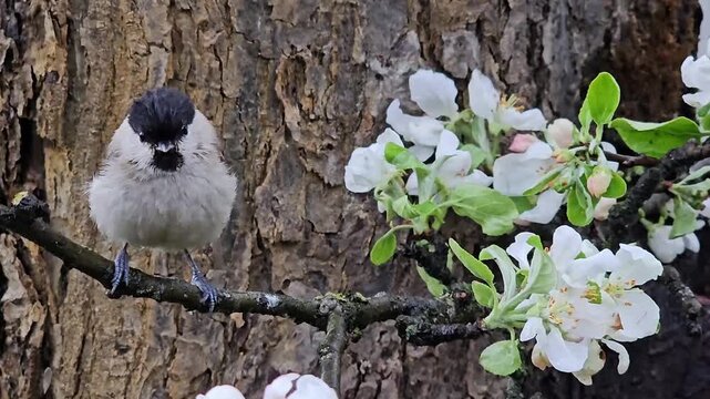Brown-headed Nuthatch, Poecile montanus, on an old tree branch in spring.