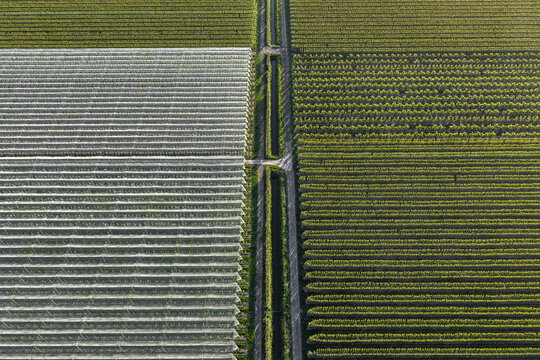 Aerial view of symmetrical rows of trees in an orchard and white protective netting divided by a central path in Flevoland, Netherlands.
