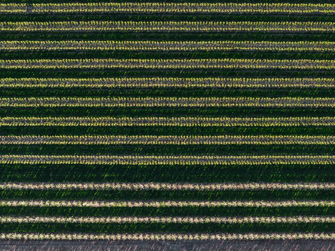 Aerial view of symmetrical parallel rows of trees in an orchard in Flevoland, Netherlands.