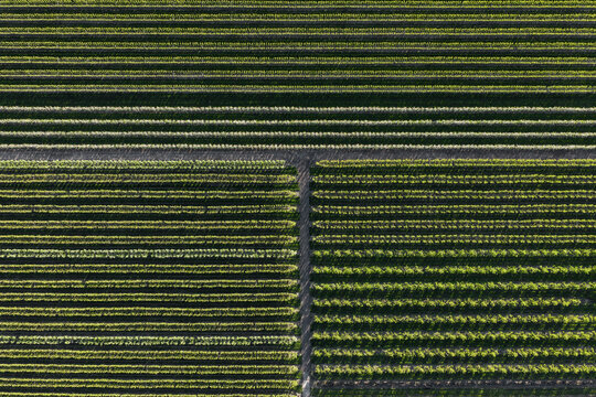Aerial view of symmetrical parallel rows of trees in an orchard in Flevoland, Netherlands.