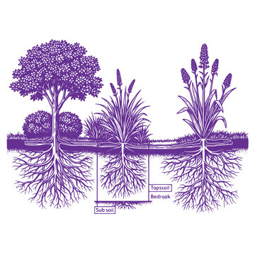 Illustration of various plants with root systems showing soil layers including topsoil and subsoil