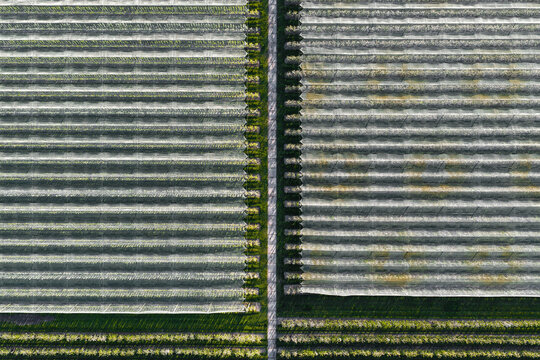 Aerial view of symmetrical rows of trees in an orchard and white protective netting divided by a central path in Flevoland, Netherlands.
