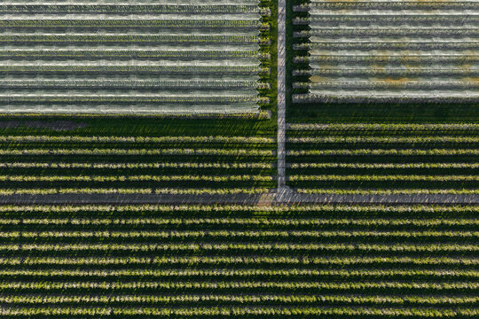 Aerial view of symmetrical rows of trees in an orchard and white protective netting divided by a central path in Flevoland, Netherlands.