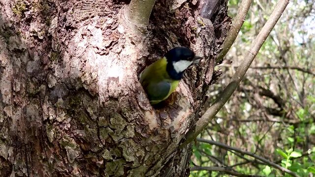 Great tit Parus major in the wild. The bird flies into its hollow in the trunk of a tree and flies out of it