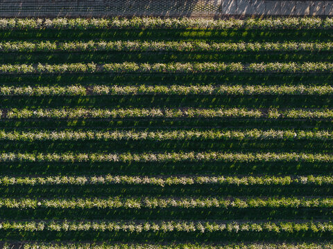 Aerial view of blossoming fruit trees in neat parallel rows with green grass and long shadows in Flevoland, Netherlands.