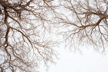 Obraz premium Low angle view of bare tree branches against a bright, overcast sky in winter, creating a natural abstract pattern