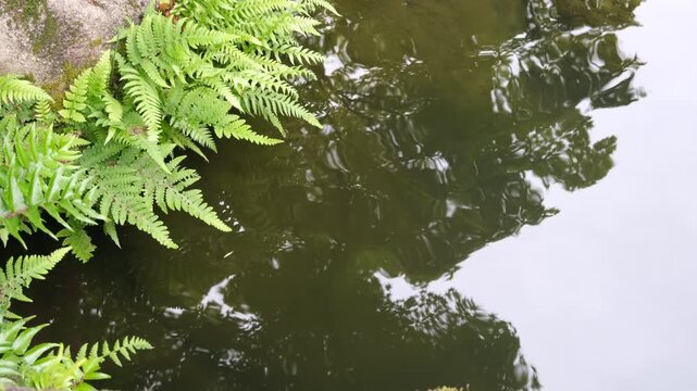 Silent calm pond water with spreading ripples and fern leaves, natural background footage