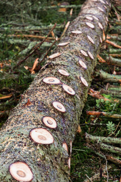 Close-up of fallen tree trunk with eye-like markings from cut branches