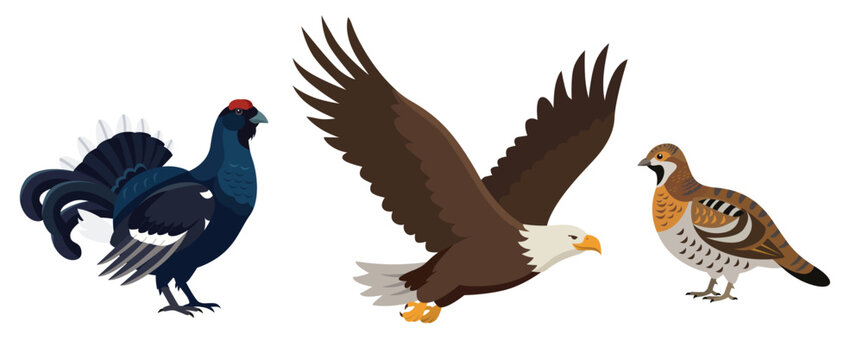 Black Grouse, White Tailed Eagle, and Hazel Grouse Vector Illustration