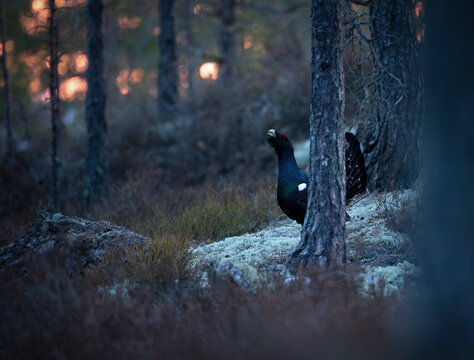 Western capercaillie standing behind tree in forest