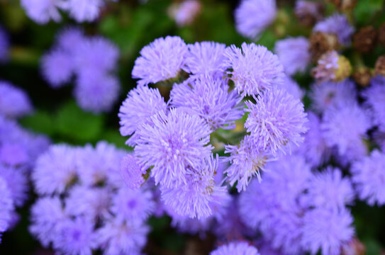 Close up of blue floss flower in bloom