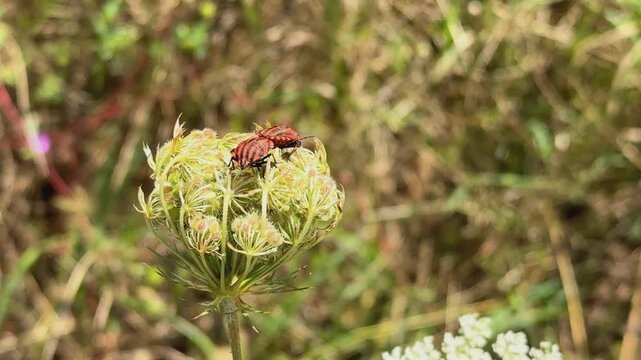 Mating Striped Shieldbugs (Graphosoma italicum) on a Wildflower in Saint-Baussant, France