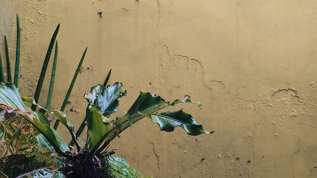 tropical rain falling on green anthurium plant against rustic yellow wall background