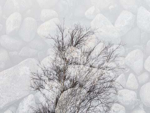 Thin tree with bare branches growing in front of round rocks.