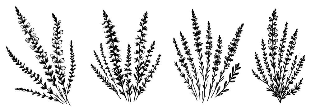 Lavender and heather sprigs set botanical floral silhouettes hand drawn herbal plants