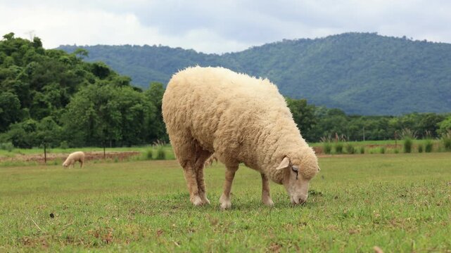sheep in the meadow