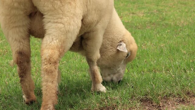 sheep and lamb