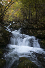 Obraz premium Beautiful mountain stream cascading over mossy rocks in autumn forest, scenic long exposure landscape of a river in wilderness.