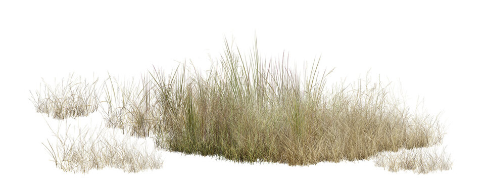 grass on white background/Highly detailed dry wild grass isolated on transparent background with realistic texture and sharp quality.