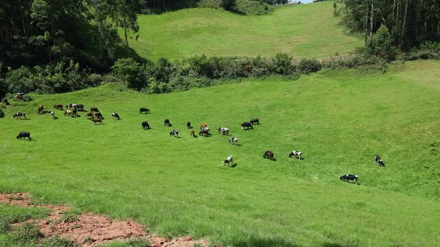 A herd of cows grazing in a grass valley of Mountains, Munnar, Kerala large group of cows grazing in green meadow of Munnar. Tea Plantation Munnar, Kerala, India.  tourist destination in Kerala India