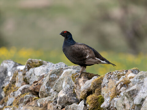 Black grouse, Tetrao tetrix
