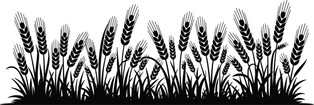 Wheat field silhouette border isolated vector illustration for agriculture farming and organic harvest design