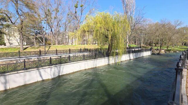 Serene urban park river peacefully flowing along a tree-lined promenade with a vibrant green weeping willow casting shadows under bright spring sunlight in Simferopol