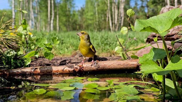 European green pigeon, on a natural pond, Chloris chloris