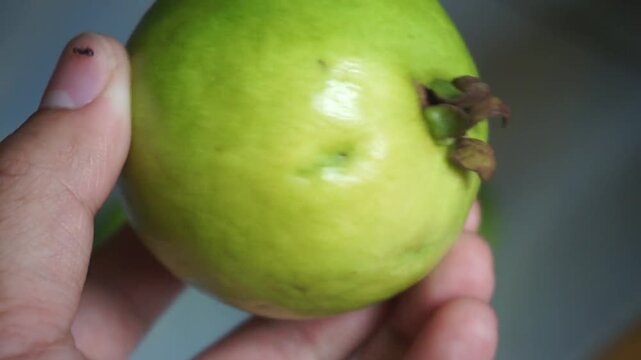 Close-up of human hand holding and showing a fresh green guava fruit, concept of healthy eating, tropical fruit, and organic agriculture.