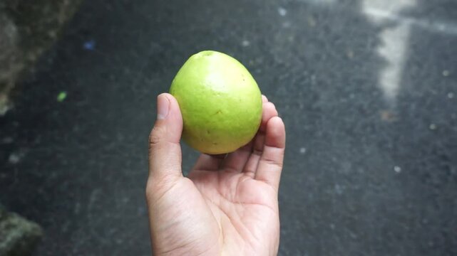 Close-up of human hand holding and showing a fresh green guava fruit, concept of healthy eating, tropical fruit, and organic agriculture.