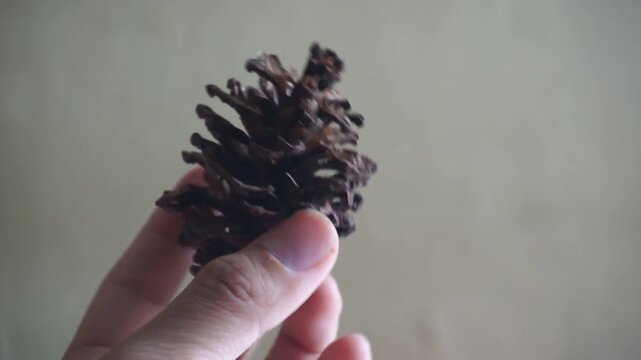 Dried pine flowers fell from the tree and were placed by someone.