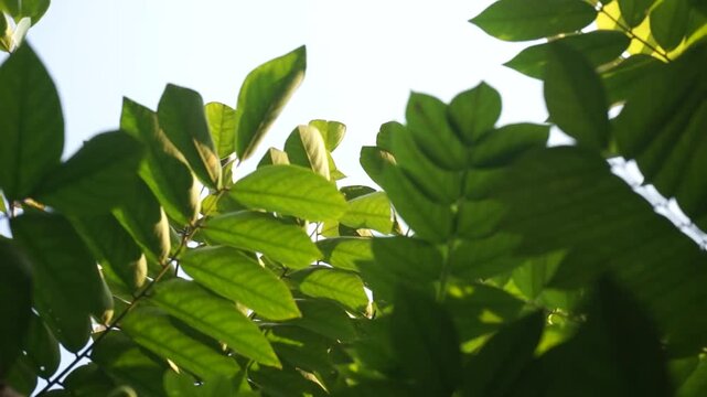 young starfruit leaves fluttering in the morning breeze