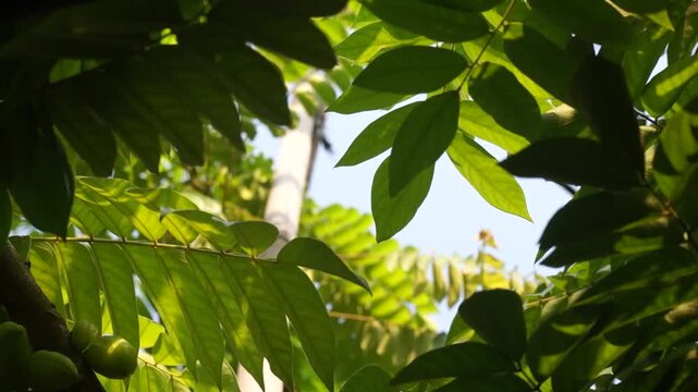 starfruit leaves blown by the morning breeze