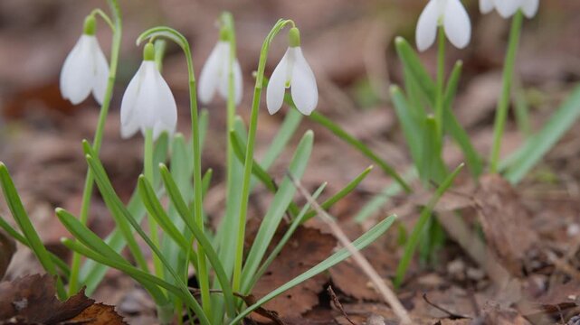 White bells among fallen leaves. Gentle snowdrops rise through autumn leaves in springward scenery. Fragile snowdrops sprouting amidst leaf litter in early spring quietude