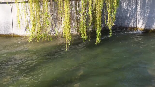 Willow branches with vibrant green leaves drape over a concrete wall, casting soft shadows onto rippling river water below, creating a serene, reflective scene