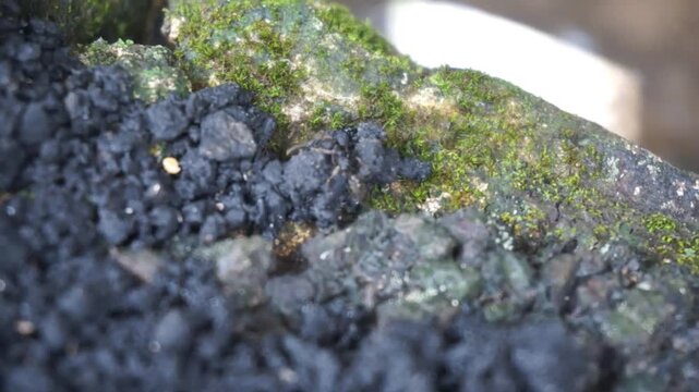 A large black ant named Camponotus vagus is walking on rocks and moss.