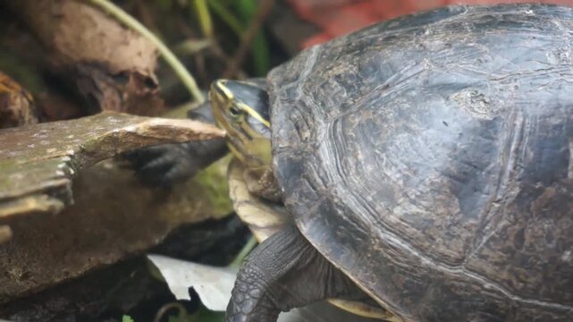 A turtle walking in the yard