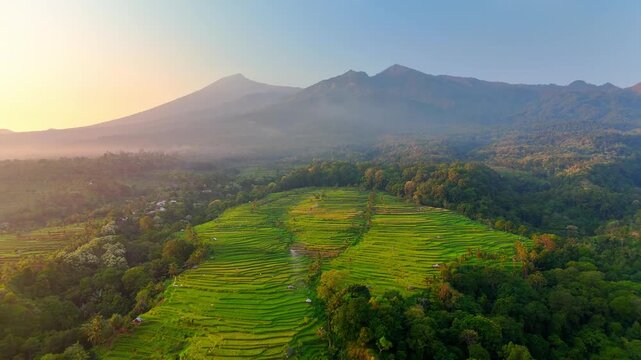 Aerial view of Senaru Rice Fields with terraced paddies and misty mountains in Bayan, West Nusa Tenggara, Indonesia.