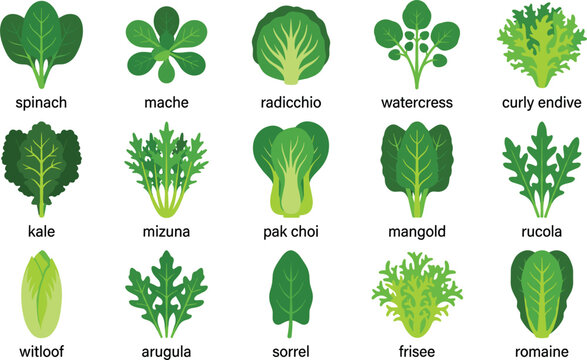 Leafy Green Salad Vegetables Vector Icon Set Featuring Named Varieties Like Spinach Kale Arugula Romaine Pak Choi and Radicchio for Healthy Diet Menu Infographics