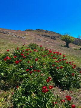 red peonies field, Consul Hill, Tulcea, Romania 