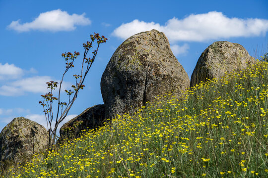 field of flowers, Pricopan Ridge, Macin Mountains, Romania 