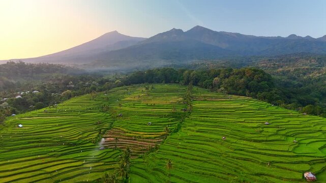 Aerial view of the lush Senaru Rice Fields with Mount Rinjani in the background during golden hour in Bayan, West Nusa Tenggara, Indonesia.