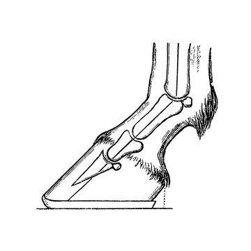 Normally angled foot, internal hoof section with bones and joints, old vintage illustration, 1889.
