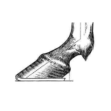 Pointed-angled foot, internal hoof and leg section, dotted anatomical guidelines, old vintage illustration, 1889.