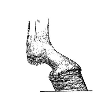 Horse leg and hoof with detailed bone and joint anatomy, black and white engraving, old vintage illustration, 1889.